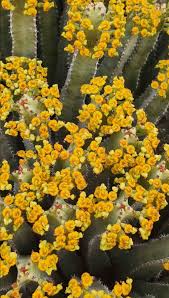 عسل الزقوم الطبيعي